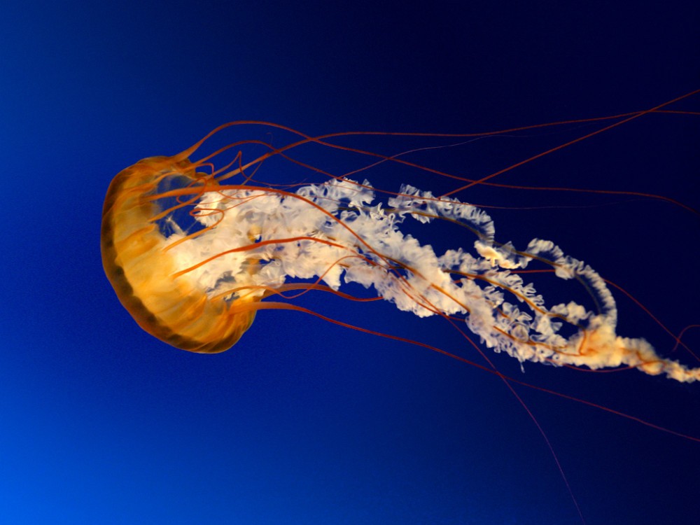 Jellyfish_1.jpg