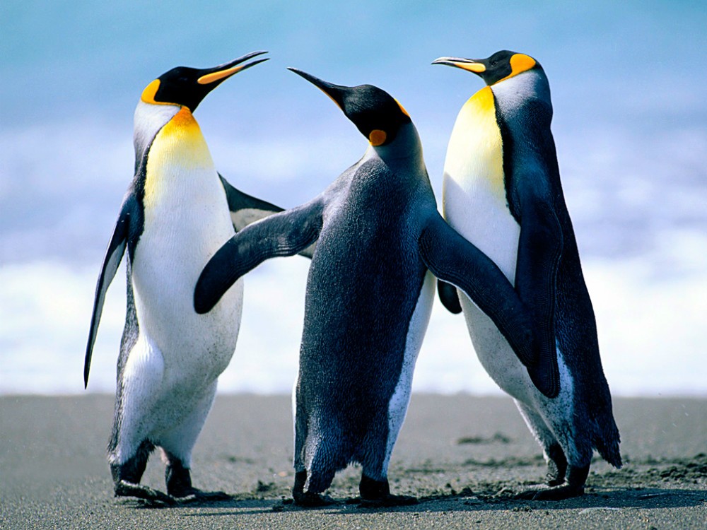 Penguins_2.jpg